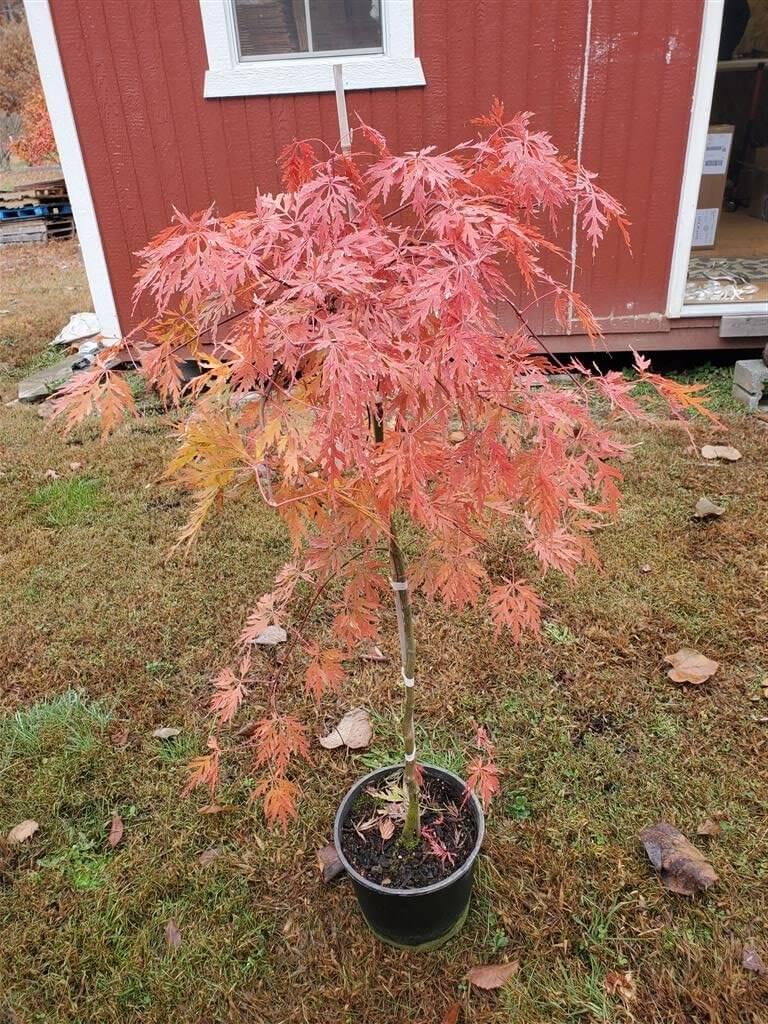 Acer Palmatum Dissectum 'orangeola' - View 12 from www redcrocus com
