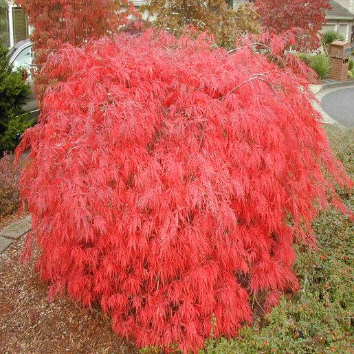 Acer Palmatum Dissectum 'orangeola' - View 13 from www redcrocus com
