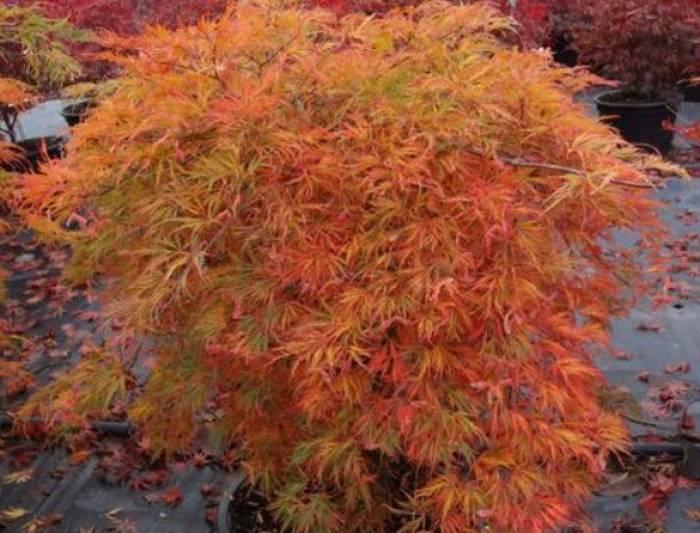 Acer Palmatum Dissectum 'orangeola' - View 15 from www redcrocus com