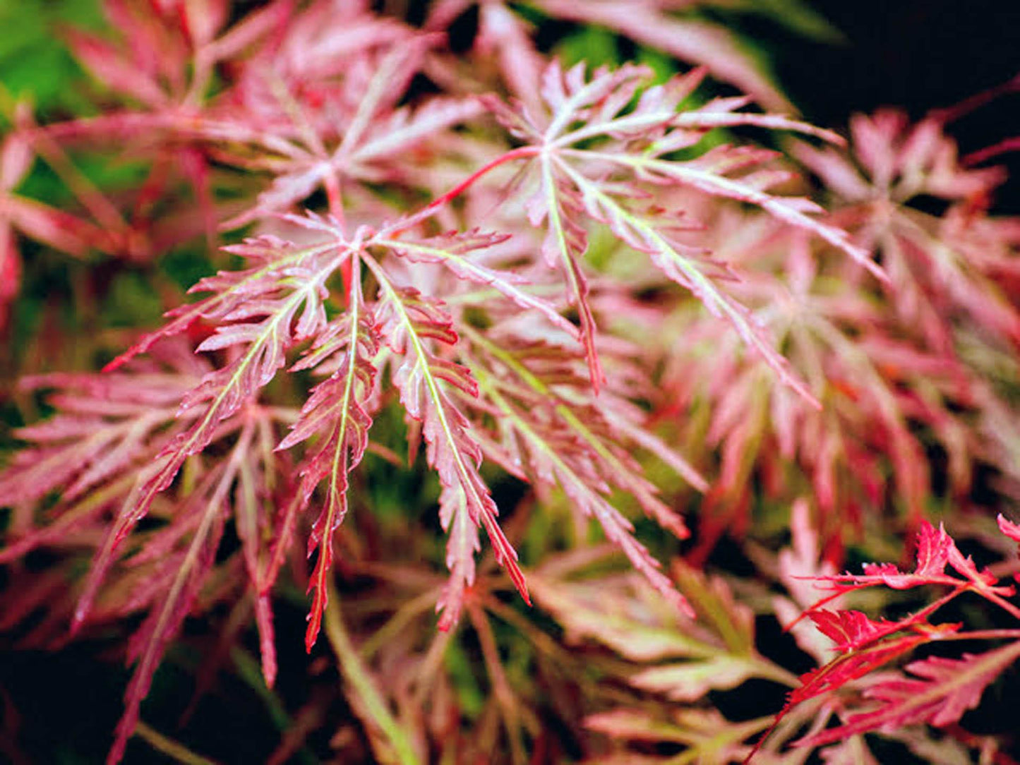 Acer Palmatum Dissectum 'orangeola' - View 16 from www redcrocus com