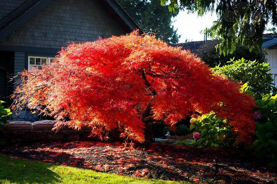 Acer Palmatum Dissectum 'orangeola' - View 18 from www redcrocus com