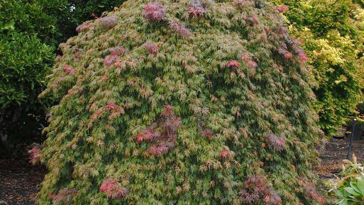 Acer Palmatum Dissectum 'orangeola' - View 22 from www redcrocus com