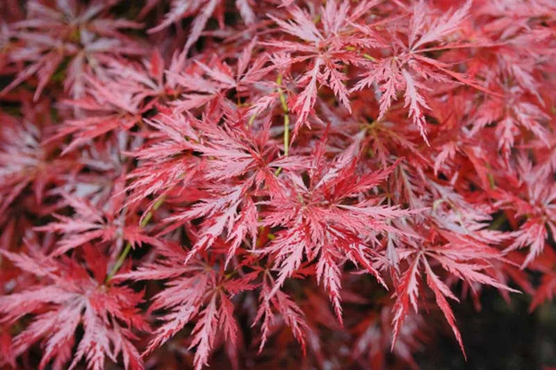 Acer Palmatum Dissectum 'orangeola' - View 24 from www redcrocus com