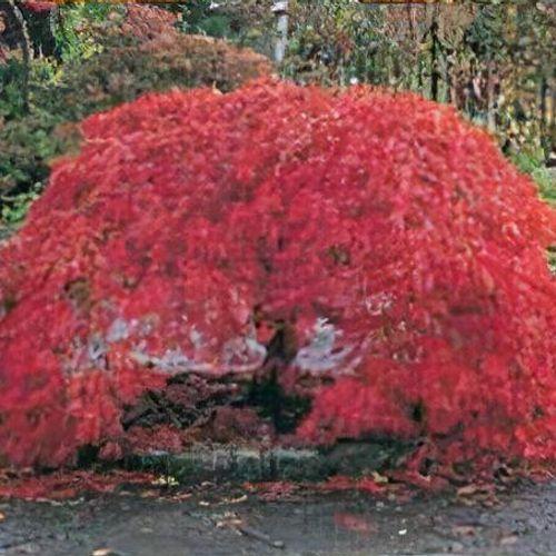 Acer Palmatum Dissectum 'orangeola' - View 25 from www redcrocus com