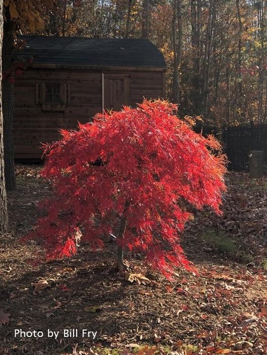 Acer Palmatum Dissectum 'orangeola' - View 27 from www redcrocus com