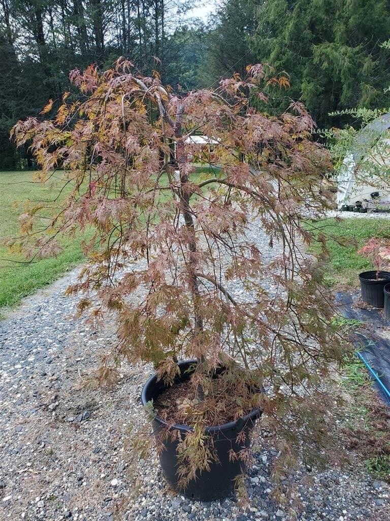 Acer Palmatum Dissectum 'orangeola' - View 28 from www redcrocus com