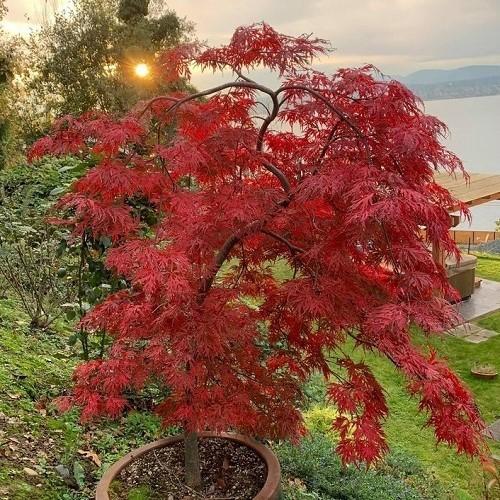 Acer Palmatum Dissectum 'orangeola' - View 29 from www redcrocus com