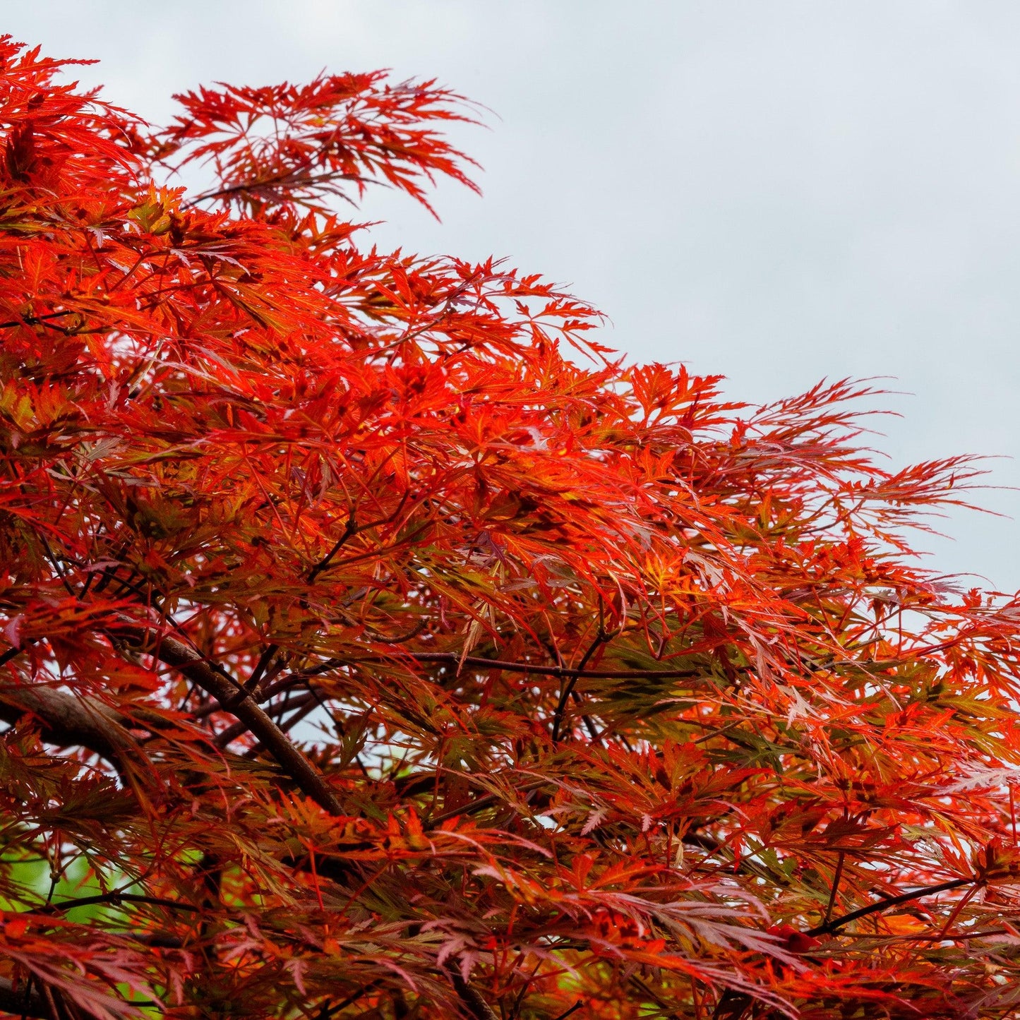 Acer Palmatum Dissectum 'orangeola' - View 30 from www redcrocus com
