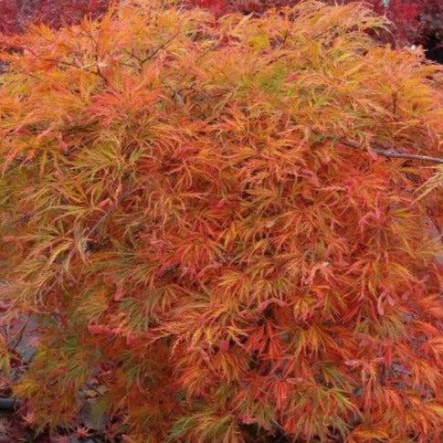 Acer Palmatum Dissectum 'orangeola' - View 31 from www redcrocus com