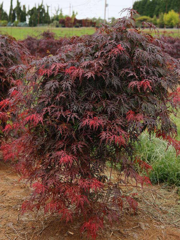 Acer Palmatum Dissectum 'orangeola' - View 32 from www redcrocus com