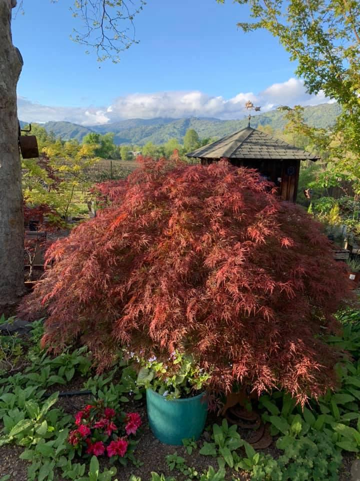 Acer Palmatum Dissectum 'orangeola' - View 34 from www redcrocus com