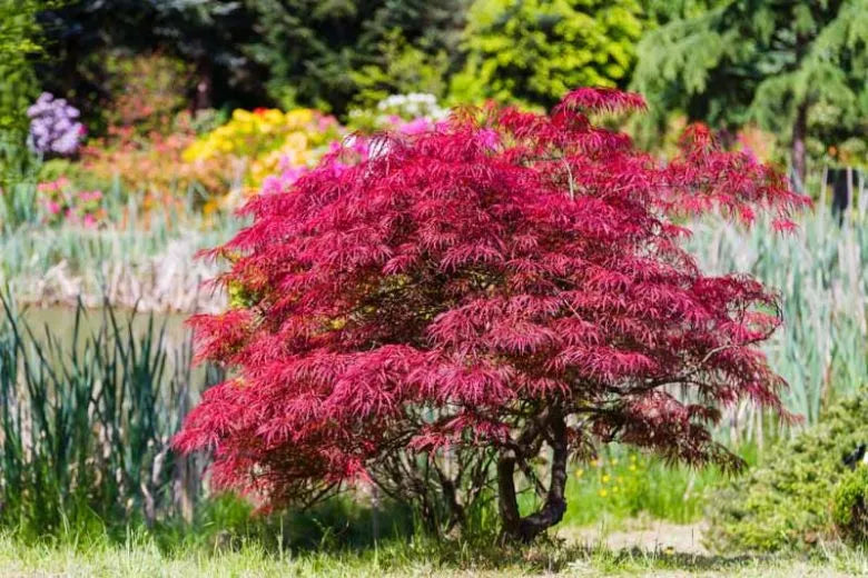Acer Palmatum Dissectum 'orangeola' - View 3 from www redcrocus com