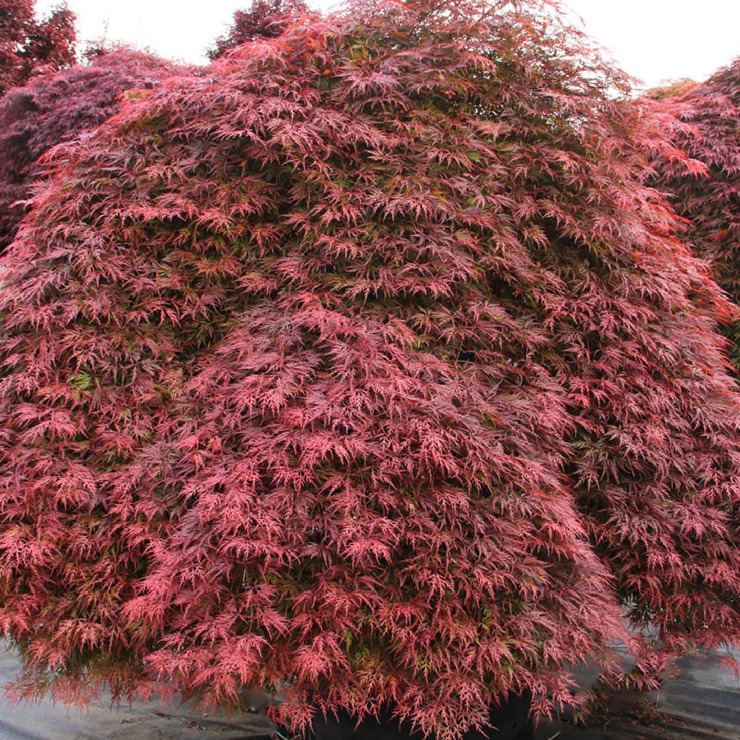 Acer Palmatum Dissectum 'orangeola' - View 6 from www redcrocus com