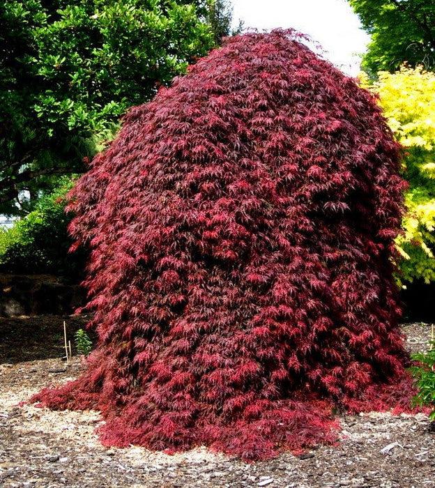 Acer Palmatum Dissectum 'orangeola' - View 7 from www redcrocus com