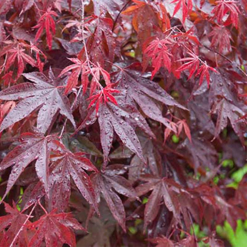 Acer Palmatum Bloodgood Screen - View 3 from www redcrocus com