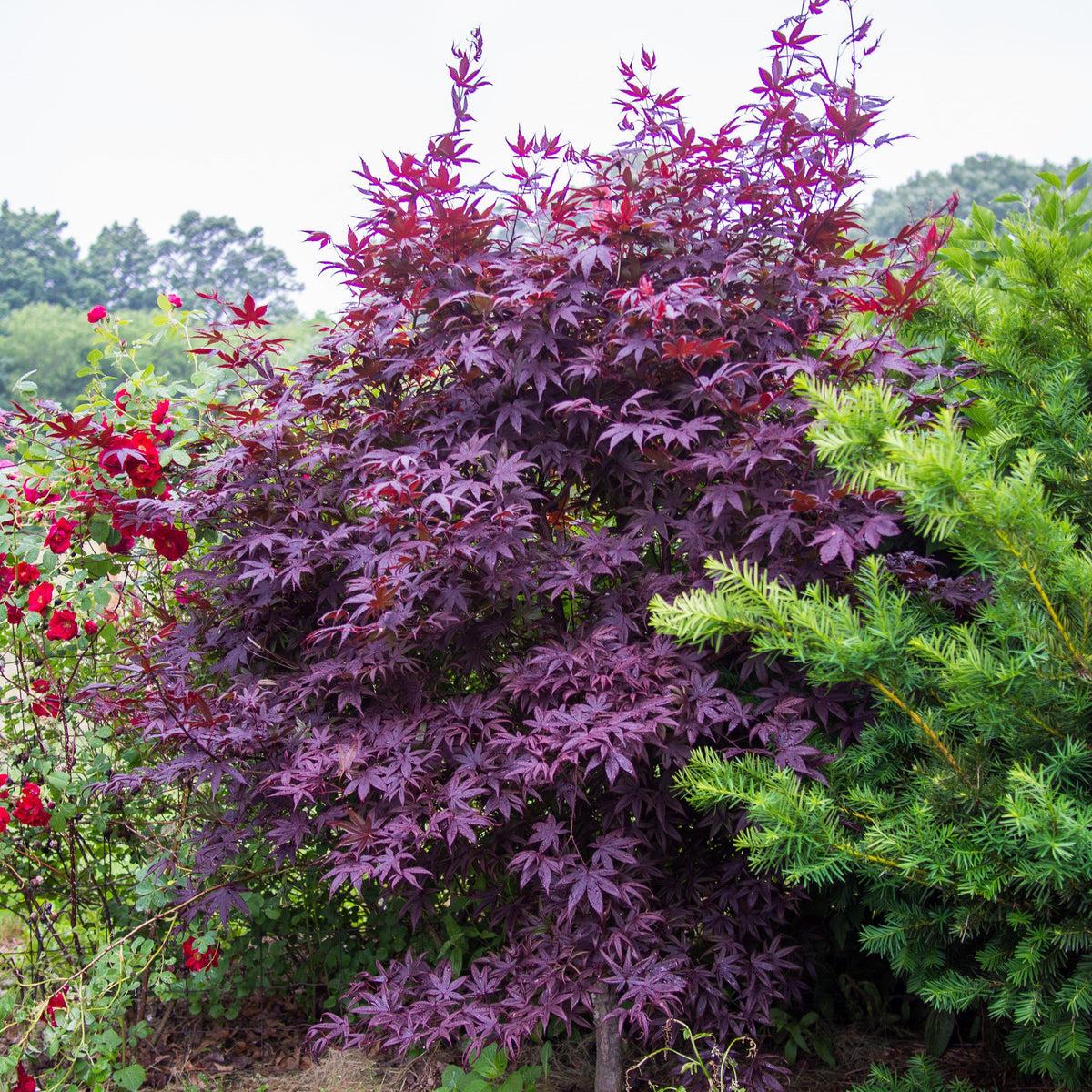 Acer Palmatum Bloodgood Screen - View 8 from www redcrocus com