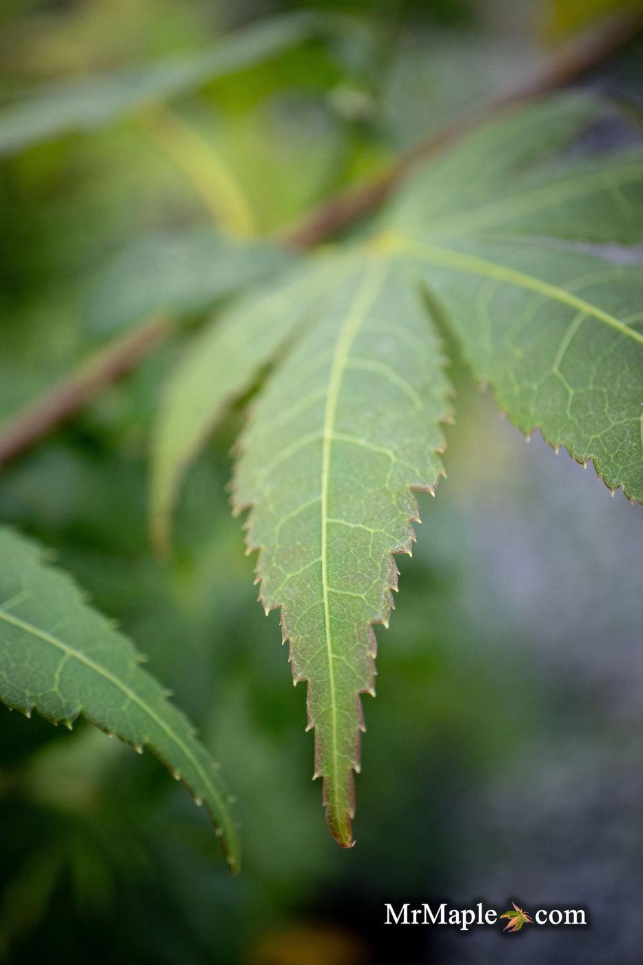 Acer Palmatum Green Star - View 10 from www redcrocus com