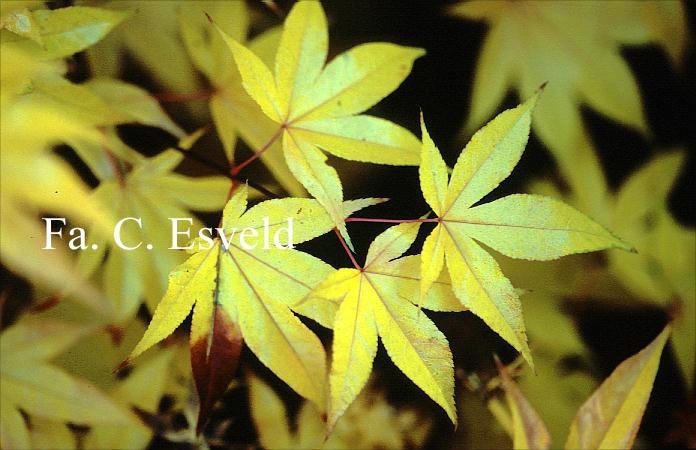 Acer Palmatum Green Star - View 11 from www redcrocus com