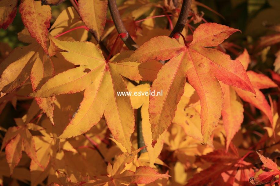 Acer Palmatum Green Star - View 7 from www redcrocus com