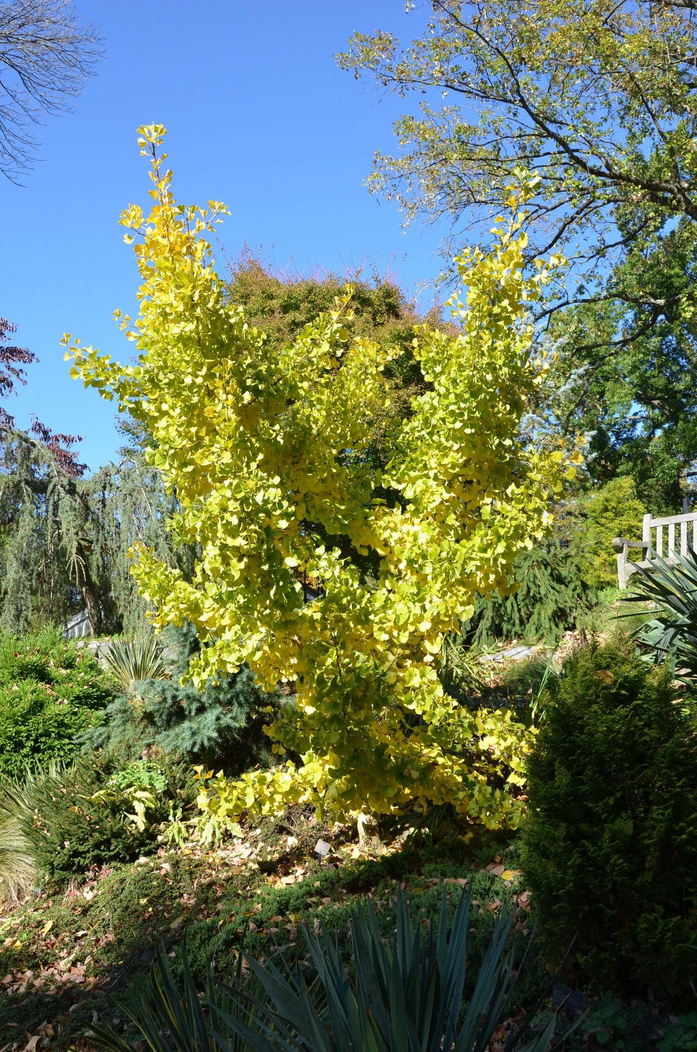 Ginkgo Biloba Spring Grove Single Stem - View 10 from www redcrocus com