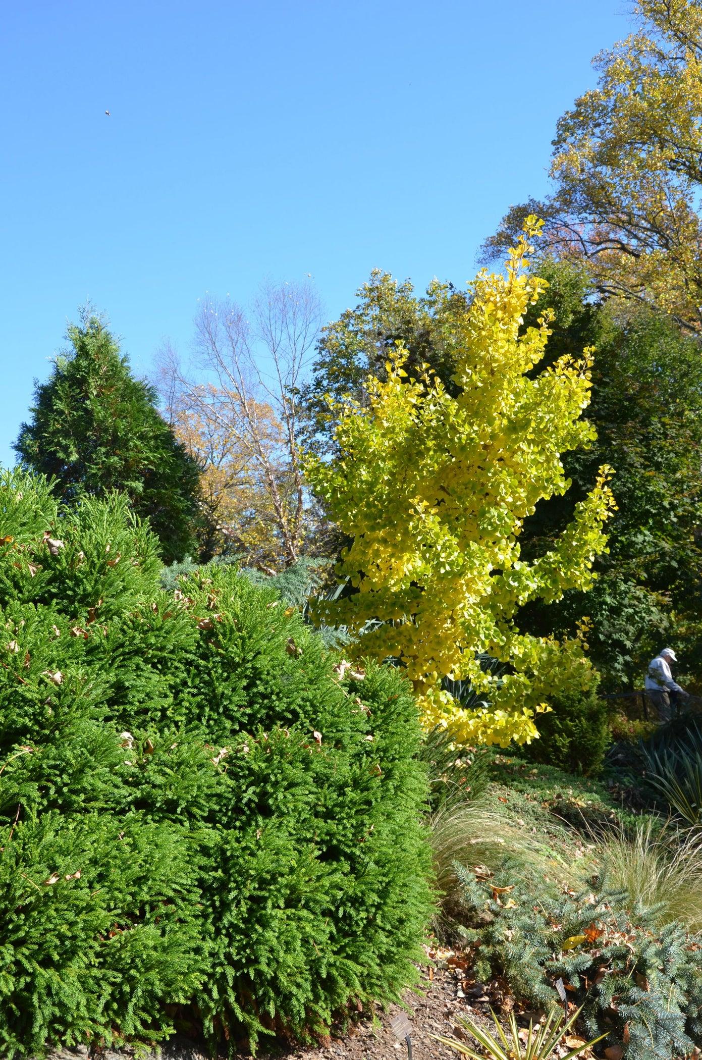 Ginkgo Biloba Spring Grove Single Stem - View 12 from www redcrocus com