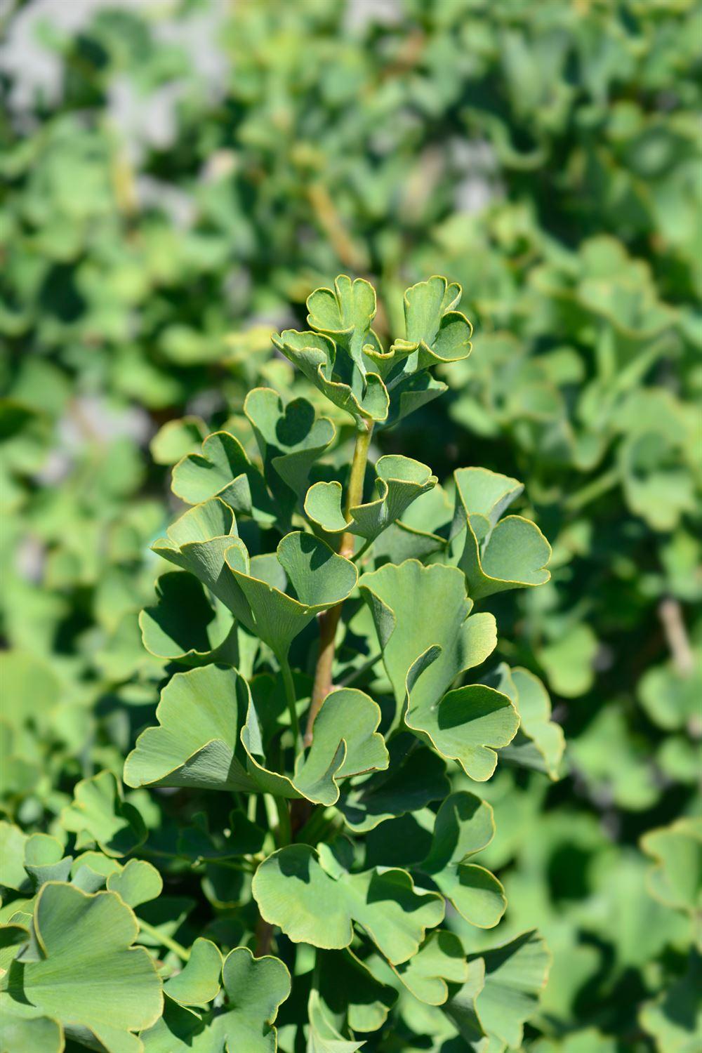 Ginkgo Biloba Spring Grove Single Stem - View 14 from www redcrocus com
