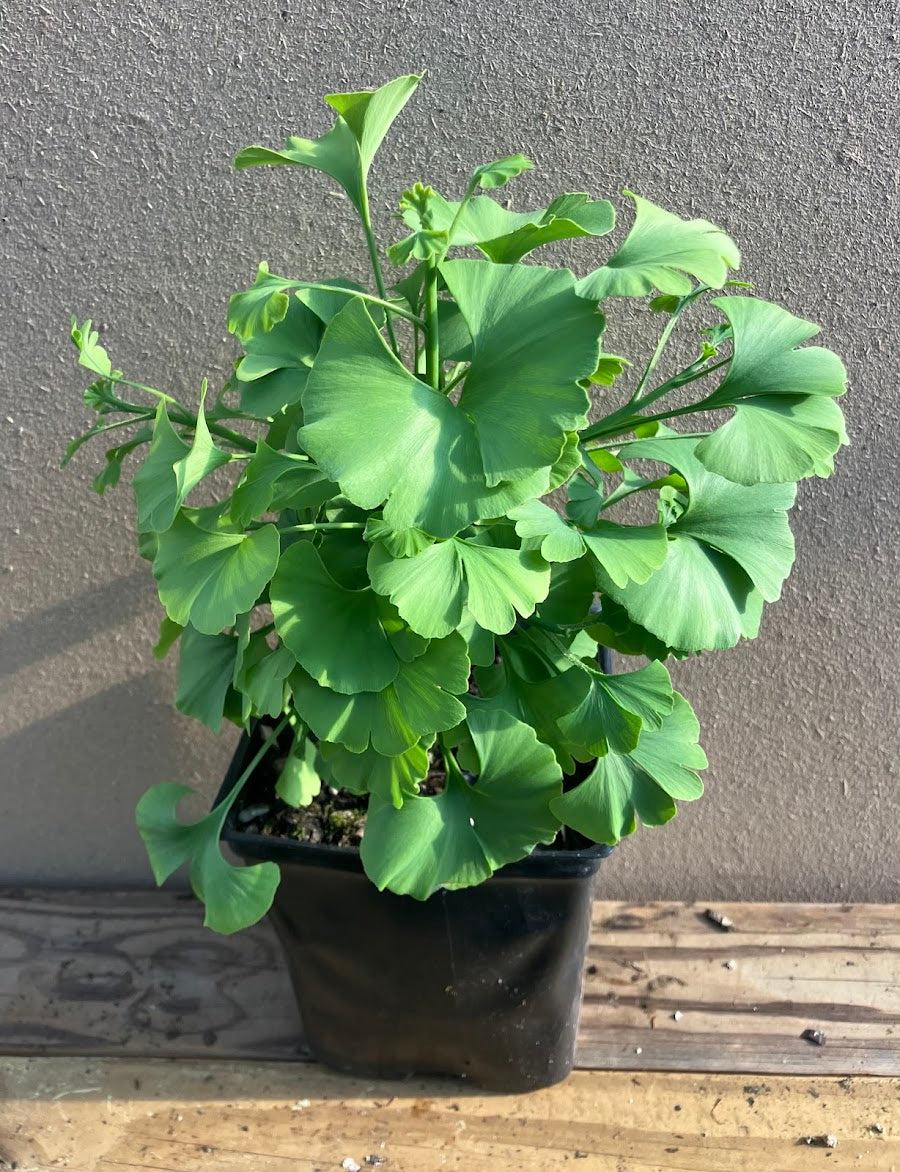 Ginkgo Biloba Spring Grove Single Stem - View 15 from www redcrocus com
