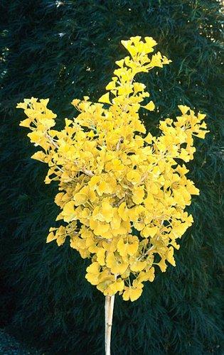 Ginkgo Biloba Spring Grove Single Stem - View 2 from www redcrocus com