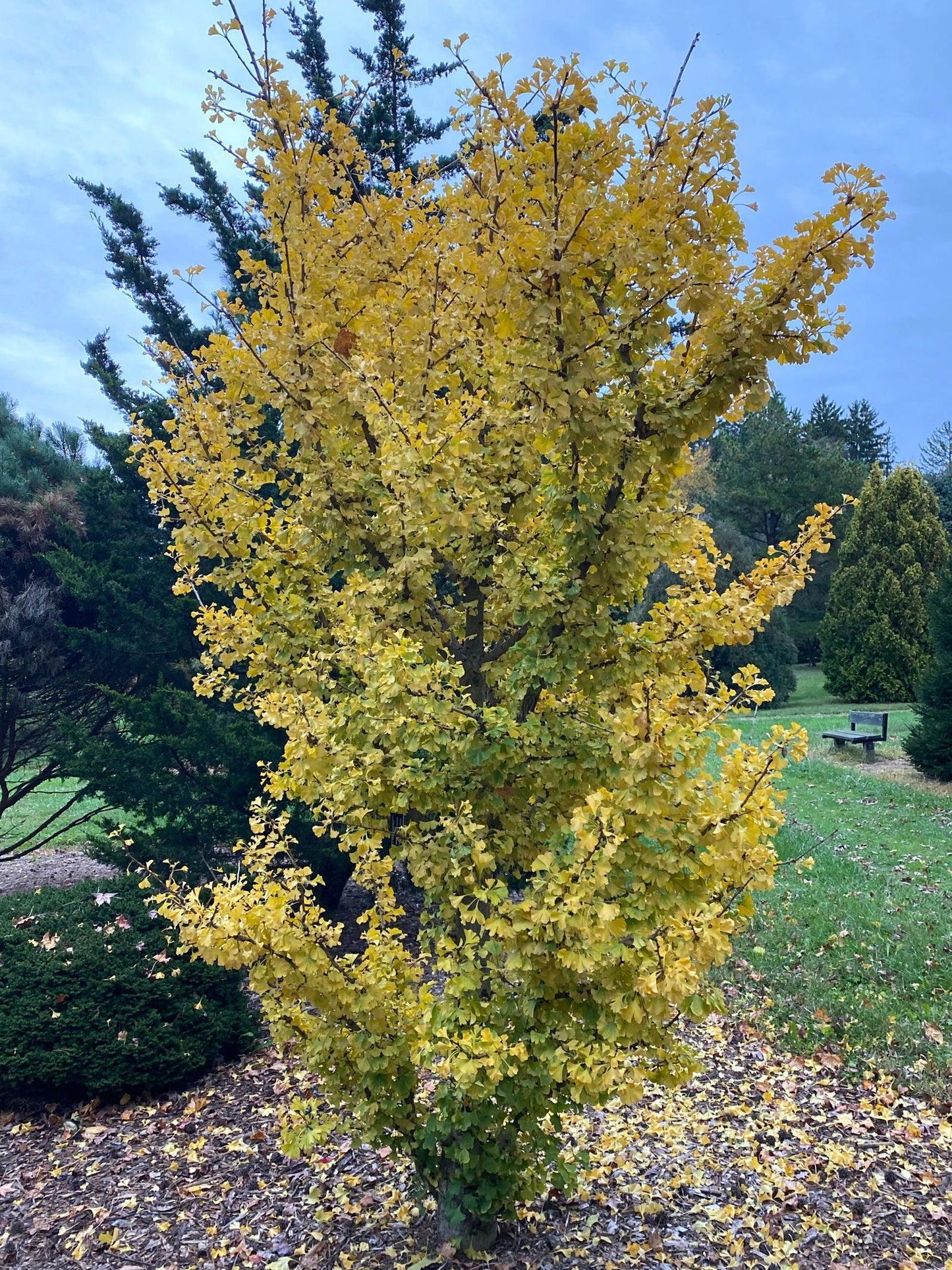 Ginkgo Biloba Spring Grove Single Stem - View 4 from www redcrocus com