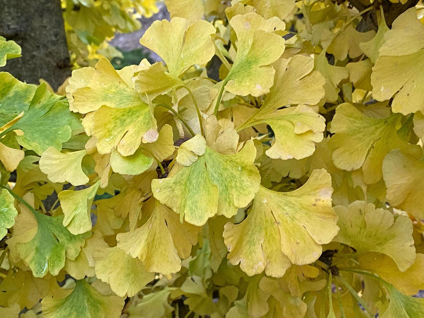 Ginkgo Biloba Spring Grove Single Stem - View 5 from www redcrocus com