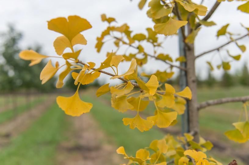 Ginkgo Biloba Spring Grove Single Stem - View 7 from www redcrocus com