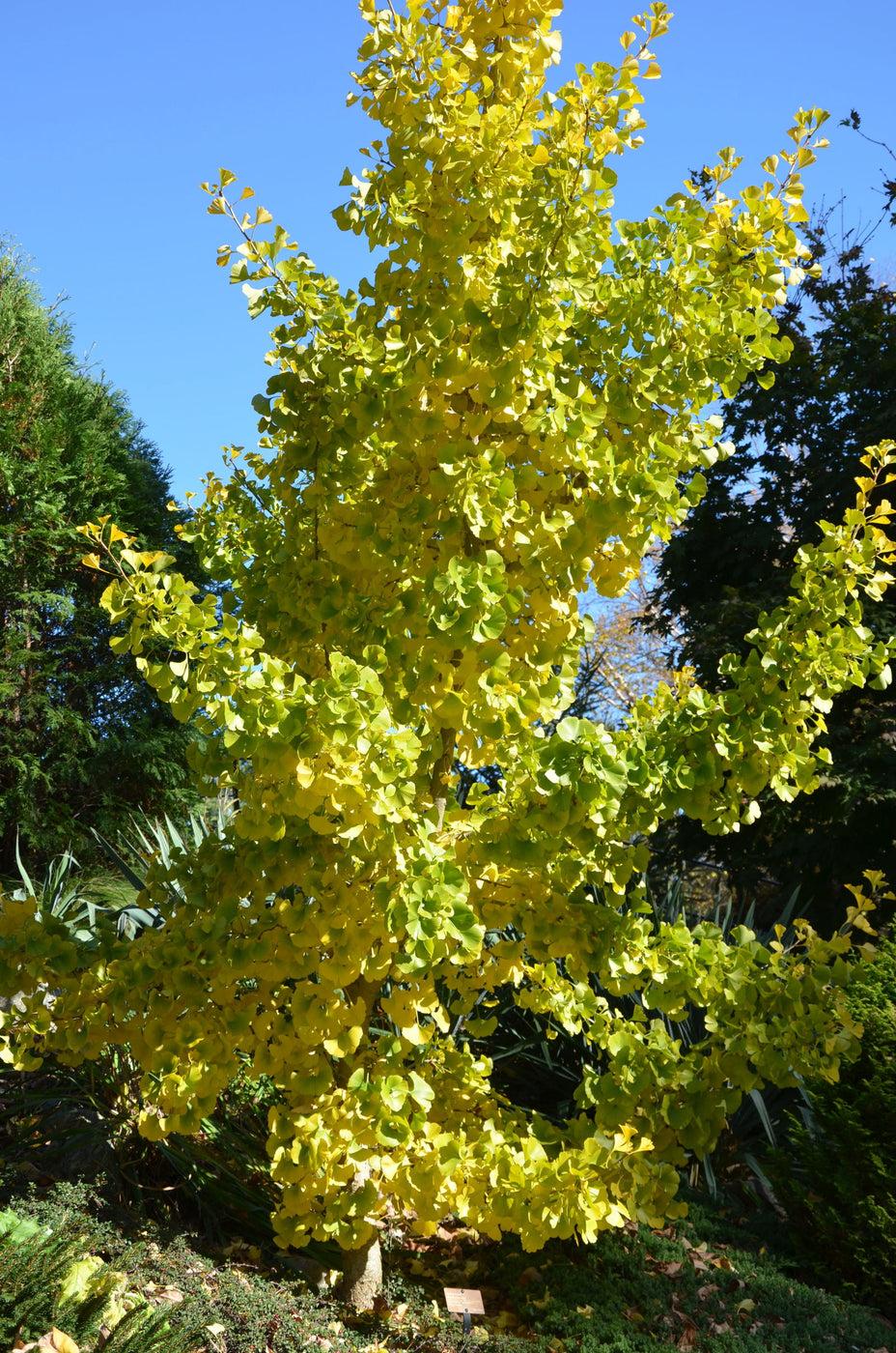 Ginkgo Biloba Spring Grove Single Stem - View 8 from www redcrocus com