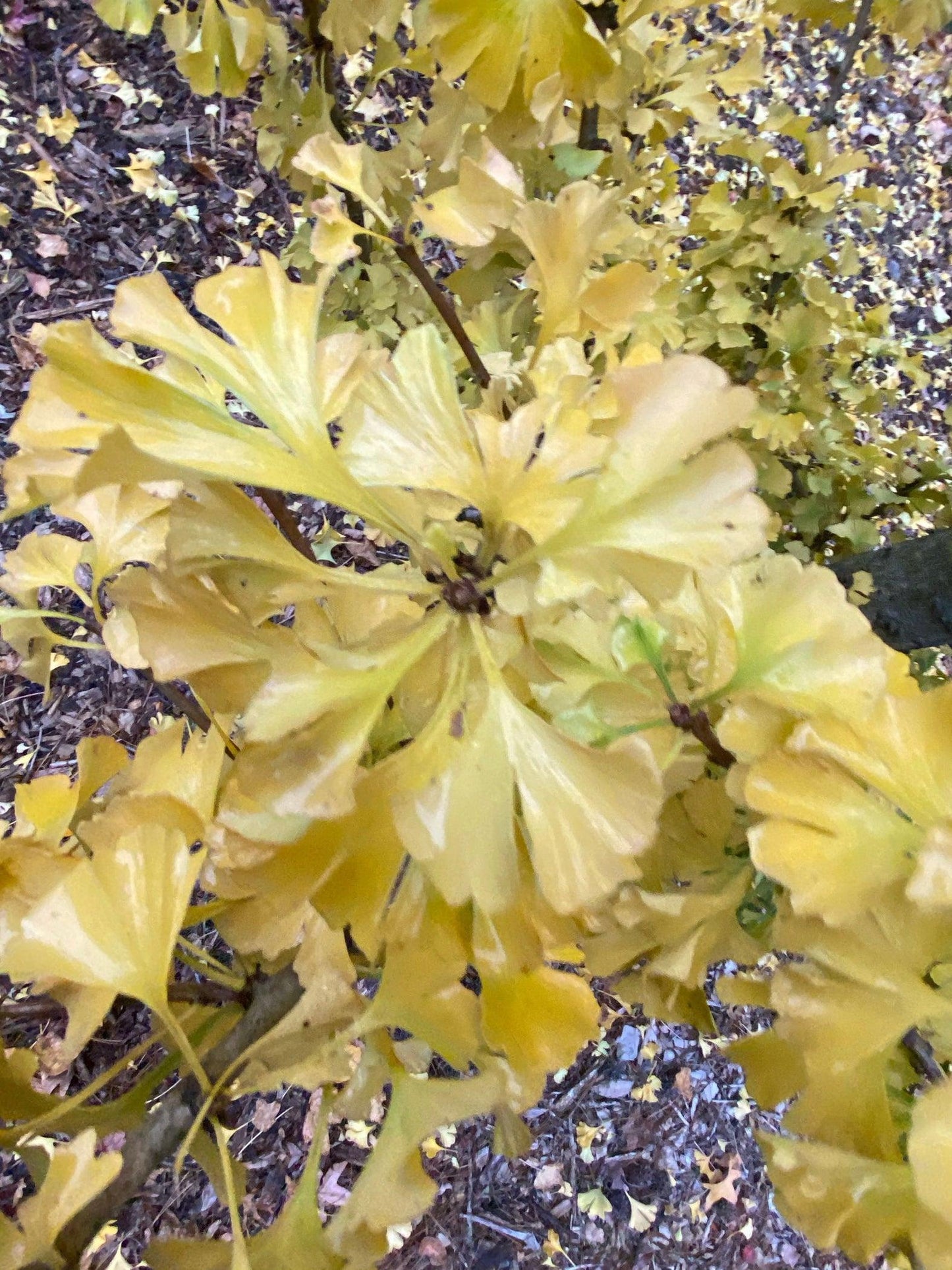 Ginkgo Biloba Spring Grove Single Stem - View 9 from www redcrocus com
