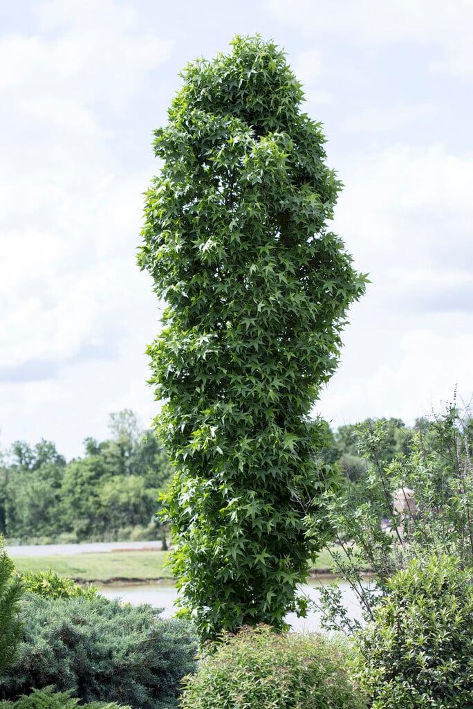 Liquidambar Styraciflua 'slender Silhouette' Single Stem - View 11 from www redcrocus com