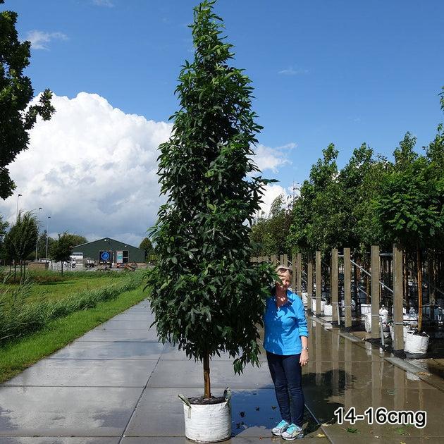 Liquidambar Styraciflua 'slender Silhouette' Single Stem - View 12 from www redcrocus com