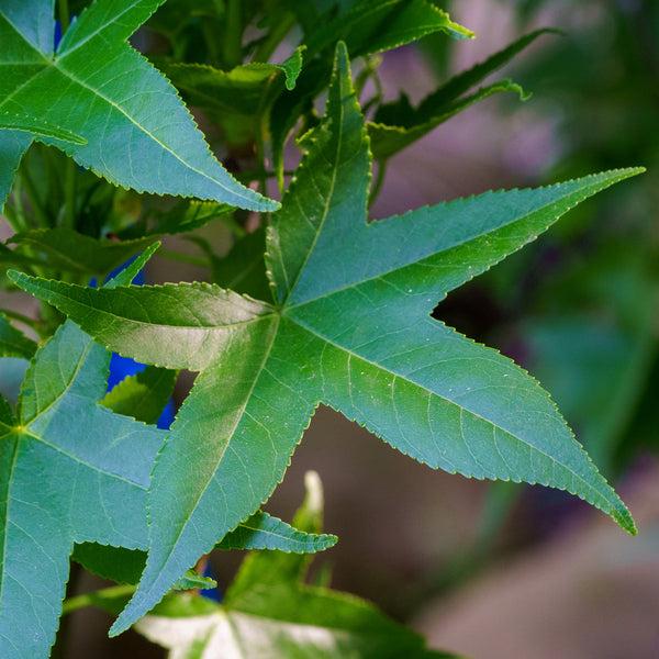 Liquidambar Styraciflua 'slender Silhouette' Single Stem - View 14 from www redcrocus com