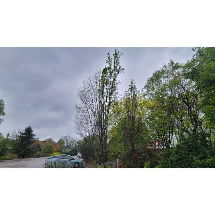 Liquidambar Styraciflua 'slender Silhouette' Single Stem - View 17 from www redcrocus com
