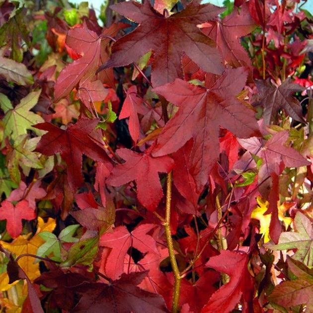 Liquidambar Styraciflua 'slender Silhouette' Single Stem - View 18 from www redcrocus com