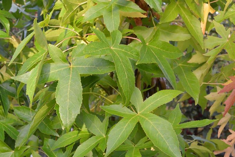 Liquidambar Styraciflua 'slender Silhouette' Single Stem - View 19 from www redcrocus com