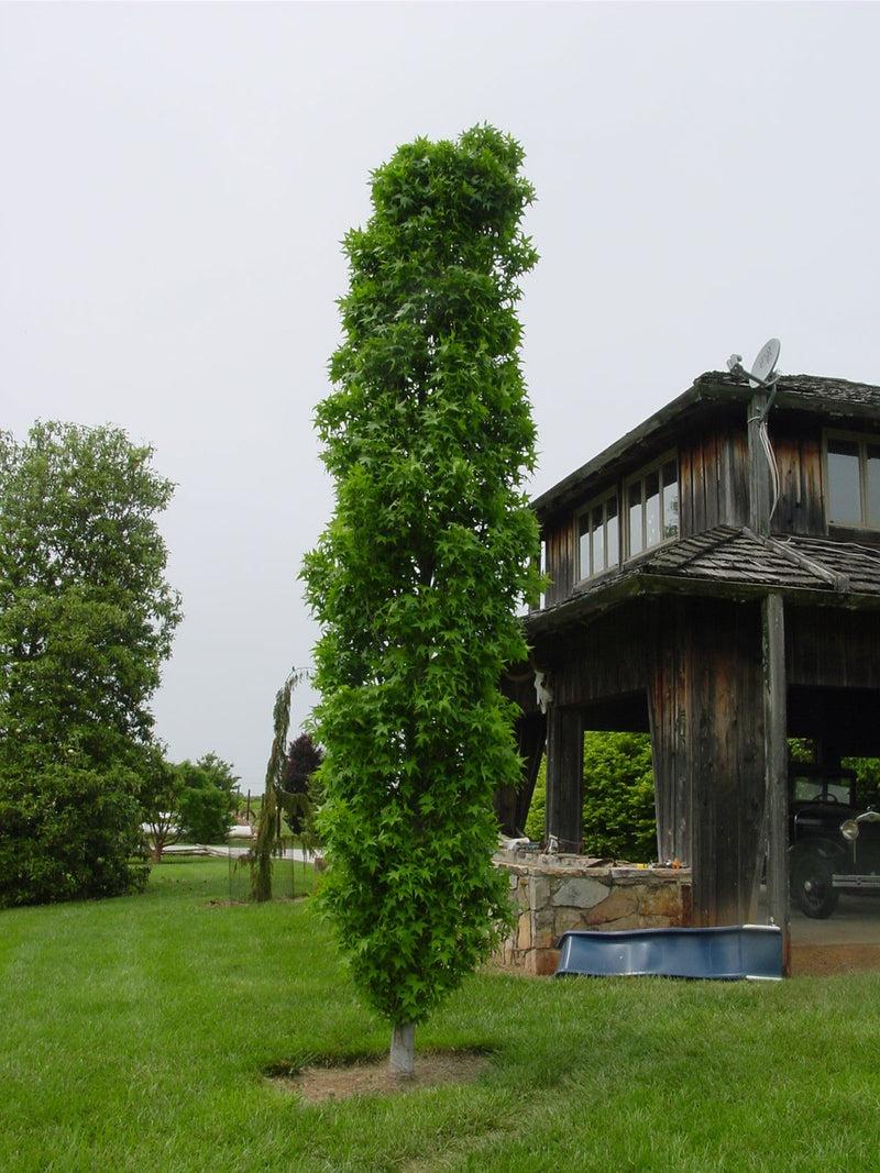 Liquidambar Styraciflua 'slender Silhouette' Single Stem - View 20 from www redcrocus com