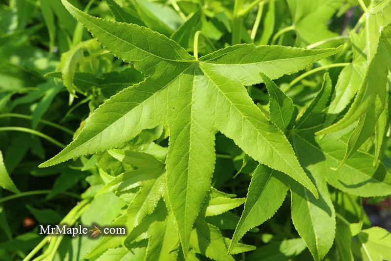 Liquidambar Styraciflua 'slender Silhouette' Single Stem - View 22 from www redcrocus com