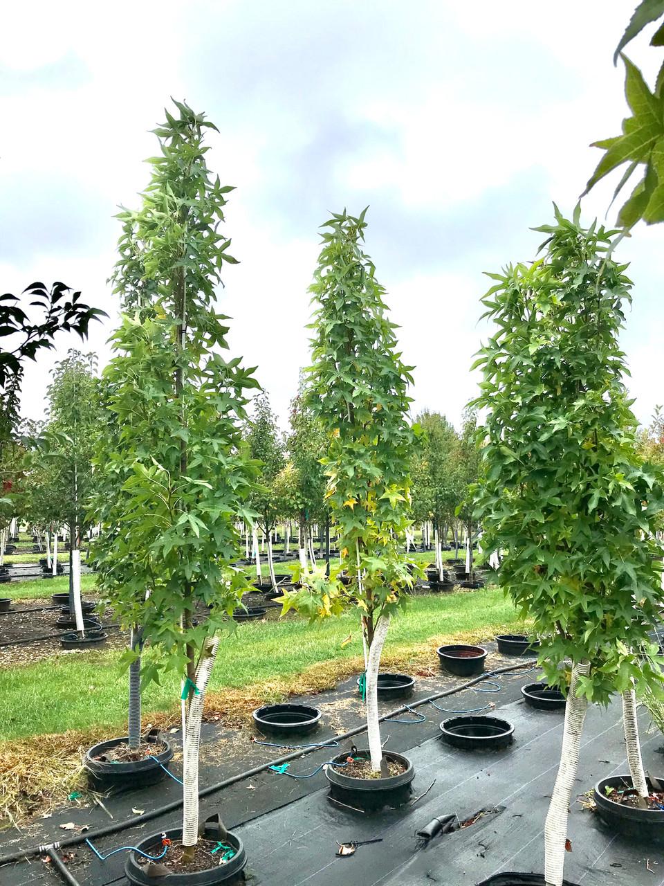 Liquidambar Styraciflua 'slender Silhouette' Single Stem - View 24 from www redcrocus com