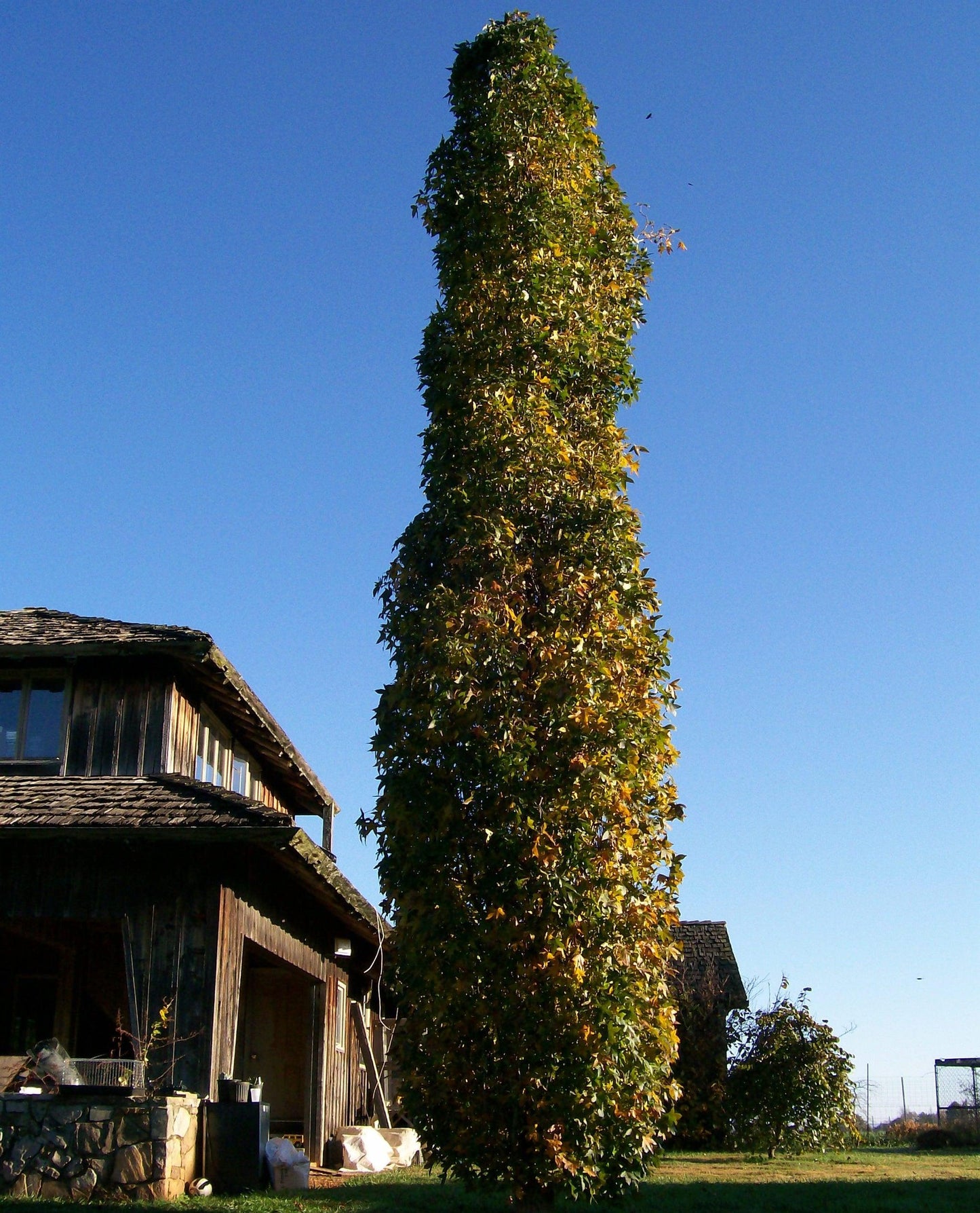 Liquidambar Styraciflua 'slender Silhouette' Single Stem - View 26 from www redcrocus com