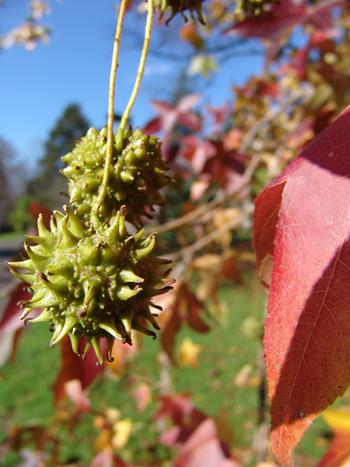 Liquidambar Styraciflua 'slender Silhouette' Single Stem - View 28 from www redcrocus com