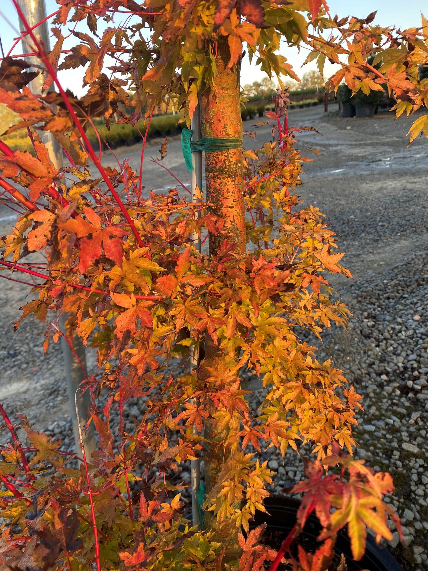 Liquidambar Styraciflua 'slender Silhouette' Single Stem - View 29 from www redcrocus com