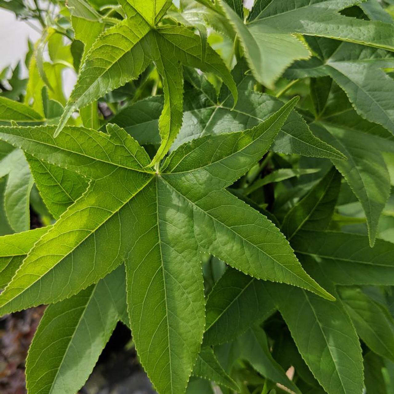 Liquidambar Styraciflua 'slender Silhouette' Single Stem - View 5 from www redcrocus com