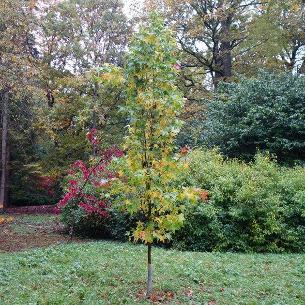 Liquidambar Styraciflua 'slender Silhouette' Single Stem - View 8 from www redcrocus com
