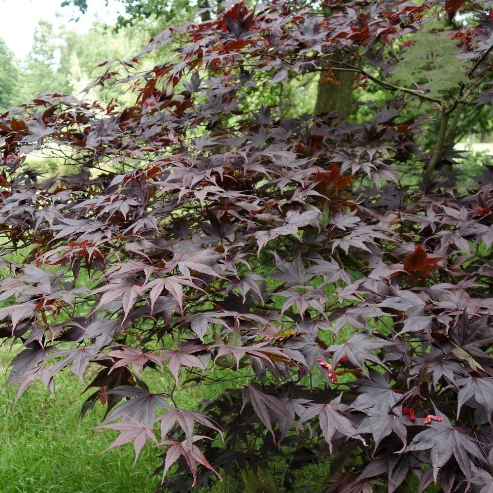 Acer Palmatum Bloodgood Single Stem - View 10 from www redcrocus com
