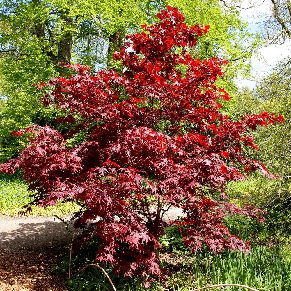 Acer Palmatum Bloodgood Single Stem - View 14 from www redcrocus com