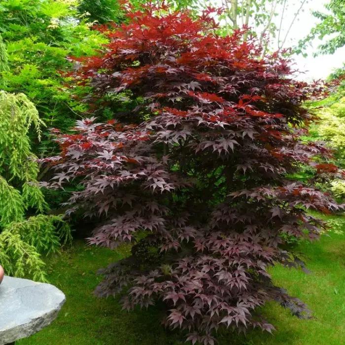 Acer Palmatum Bloodgood Single Stem - View 15 from www redcrocus com